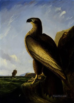 ワシントンオオワシの鳥 Oil Paintings